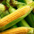 Organic Fisher's Earliest Corn