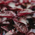 Organic Red Orach