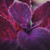 Organic Purple Orach