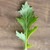 Organic Mizuna Mustard