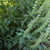 Organic Lemon Basil