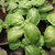 Organic Italian Large Leaf Basil