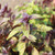 Organic Dark Opal Basil