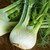 Organic Florence Fennel