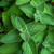Organic Catnip