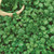 Organic Watercress