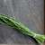 Organic Chives
