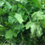 Organic Italian Giant Flat Parsley