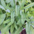 Organic Sage