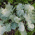 Organic Premier Kale