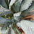 Organic Lacinato Kale