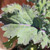 Organic Red Russian Kale