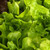 Organic Black Seeded Simpson Lettuce