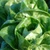 Organic Little Gem Romaine