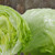 Organic Iceberg Lettuce
