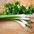 Organic Evergreen Bunching Onion