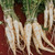 Organic Harris Model Parsnip