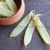 Organic Yellow Sugar Snap Pea