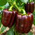 Organic Sweet Chocolate Beauty Pepper