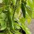 Organic Anaheim Pepper