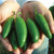 Organic Early Jalapeno Pepper