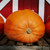 Organic Atlantic Giant Pumpkin