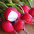 Organic Champion Radish