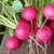 Organic Pink Beauty Radish
