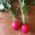 Organic German Giant Radish