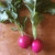 Organic Early Scarlet Globe Radish