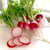 Organic Sparkler Radish