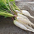 Organic White Icicle Radish