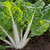 Organic Fordhook Giant Swiss Chard