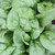 Organic Bloomsdale Spinach