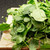 Organic Matador Spinach