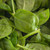 Organic America Spinach