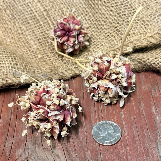 Organic Egyptian Walking Onion Topset Clusters