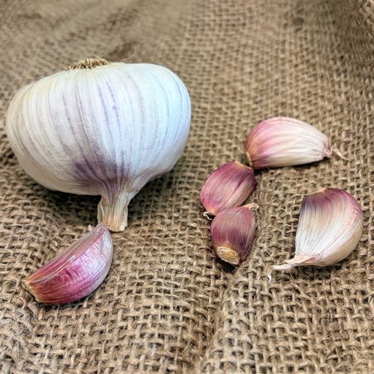 Organic Aglio Rosso (Creole)