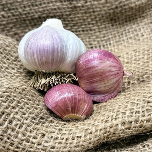 Organic Ajo Rojo (Creole)