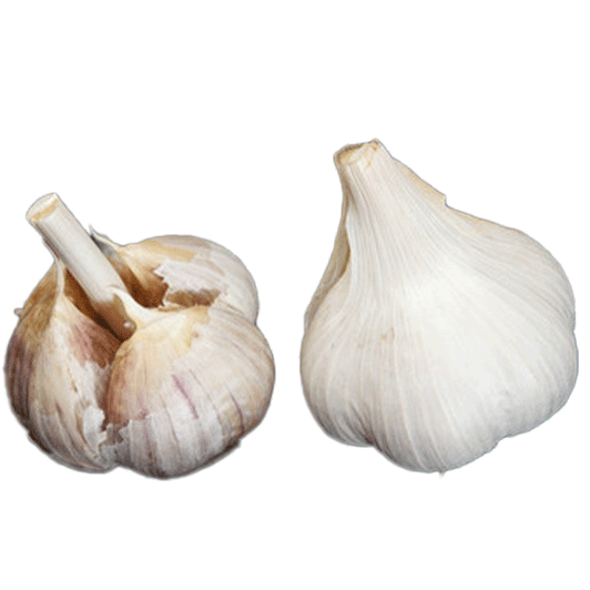 Organic Aomori (Asiatic)