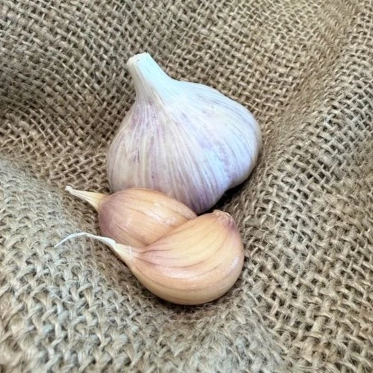 Organic Blanak (Glazed Purple Stripe)