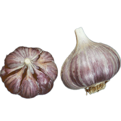 Organic Blanak (Glazed Purple Stripe)