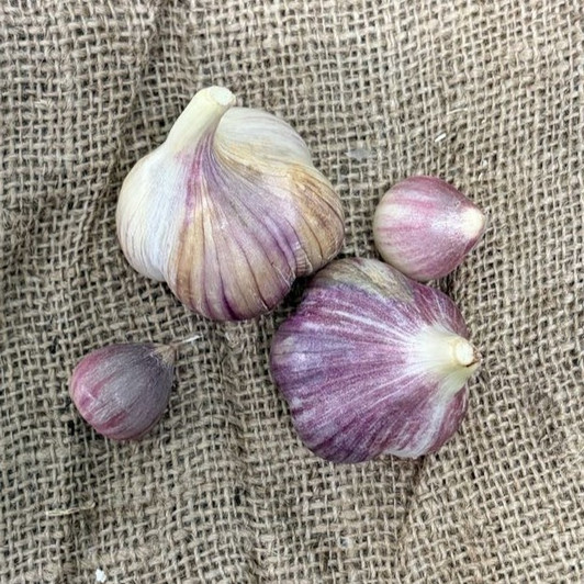 Organic Bogatyr (Marbled Purple Stripe)
