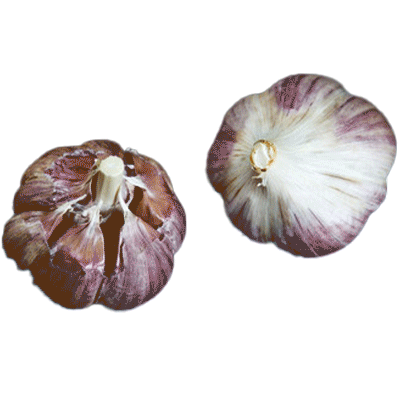 ORGANIC BOGATYR (Marbled Purple Stripe)