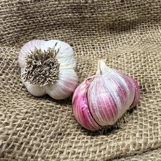Organic Burgundy (Creole)