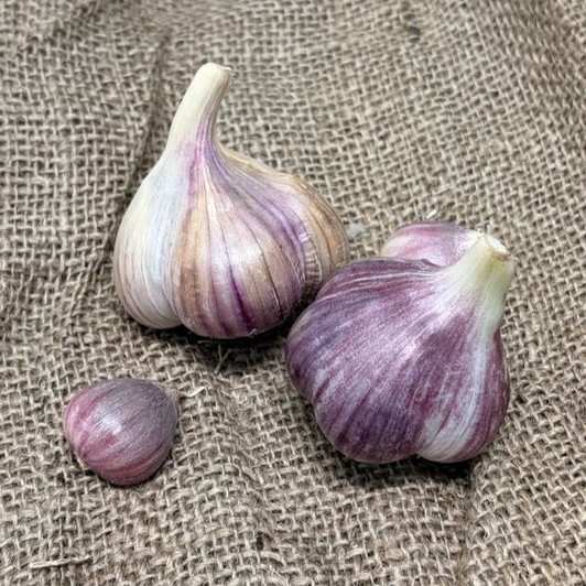 Organic Bzenec (Marbled Purple Stripe)