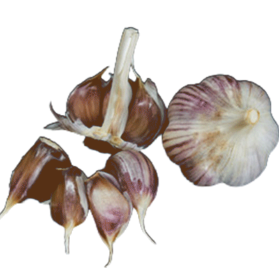 ORGANIC BZENEC (Marbled Purple Stripe)