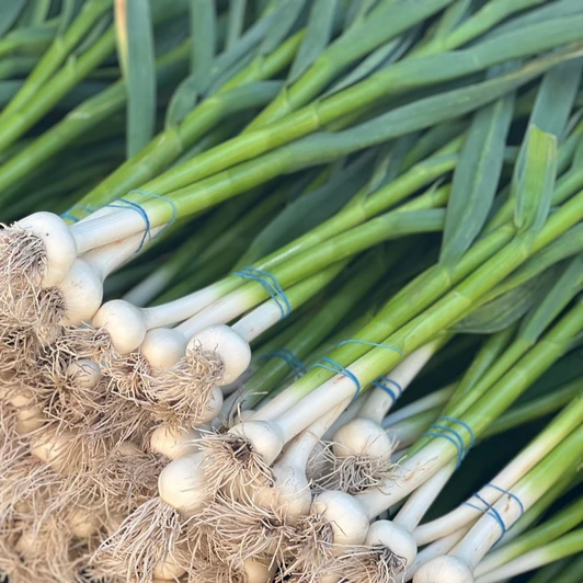 Green Garlic