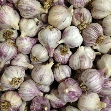 Food Garlic