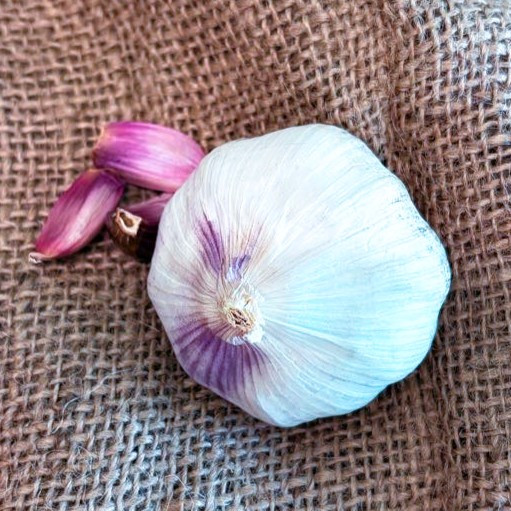 Organic Donostia Red (Creole)